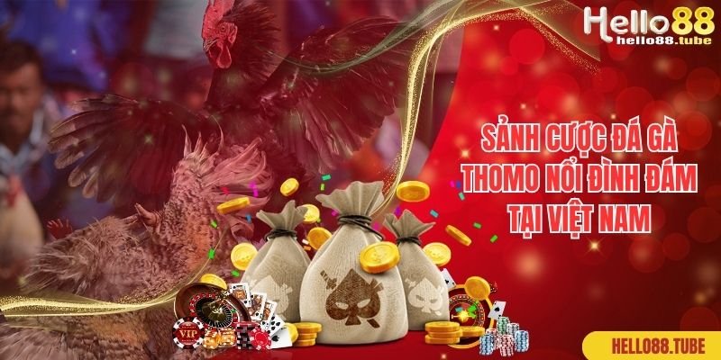 Đá Gà Thomo - Sảnh Cược Hấp Dẫn Nhất Của Nhà Cái Hello88 1 Sảnh cược đá gà Thomo nổi đình đám tại Việt Nam