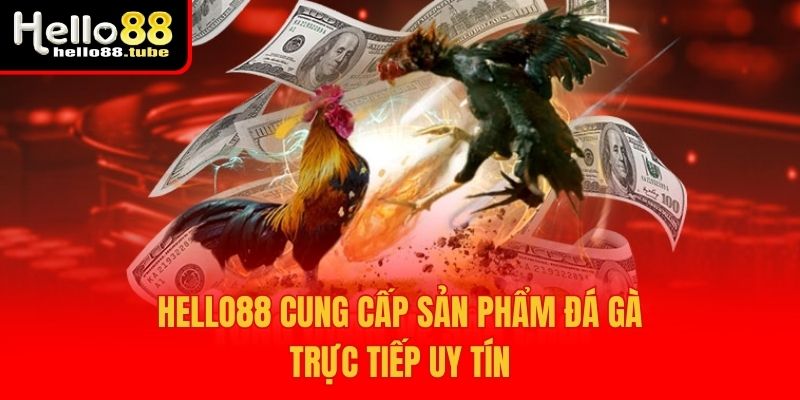 Hello88 cung cấp sản phẩm đá gà trực tiếp uy tín